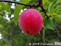 A ripe Chickasaw plum