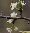 Prunus angustifolia