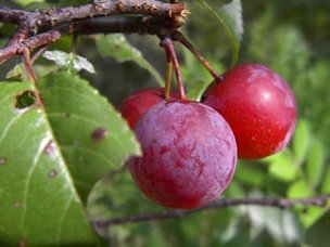 Ripe Chickasaw Plums, locally in May and June