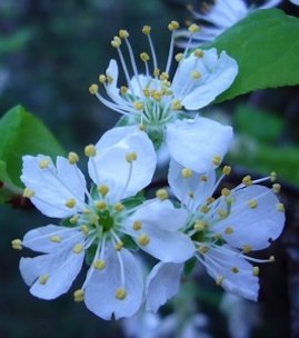 Five petals and many stamen