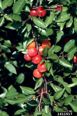 Chickasaw plum (Prunus angustifolia Marsh.)