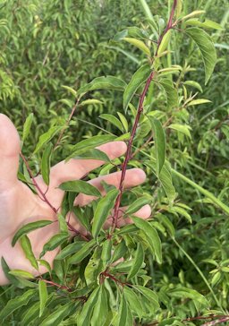 Chickasaw Plum Prunus angustifolia,  Mebane, NC, US