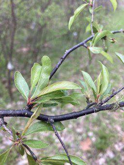 Chickasaw Plum Prunus angustifolia,  McCurtain County, OK, US