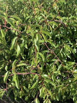 Chickasaw Plum Prunus angustifolia,  Paducah, TX, US