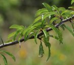 Chickasaw Plum Prunus angustifolia,  Bastrop, Texas, US