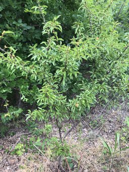 Chickasaw Plum Prunus angustifolia,  Lewisville, TX, USch Refuge in Maryland