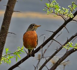 Robin (Turdus migratorius) on chickasw plum