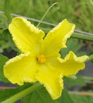Bitter melon’s male flower