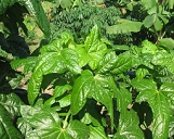 Deeply lobed and palmate leaves