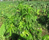 Deeply lobed and palmate leaves