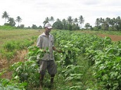 Farmer harvesting of terminal Pele stems with leaves still attached