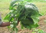Farmer harvesting of terminal Pele stems with leaves still attached