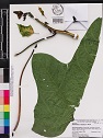 Abelmoschus Manihot (L.) Medik. Edible Hibiscus