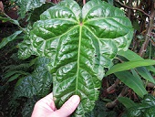 Abelmoschus manihot (Edible hibiscus, Tongan spinach, sunset muskmallow) Leaves. Pali o Waipio, Maui, Hawai'i