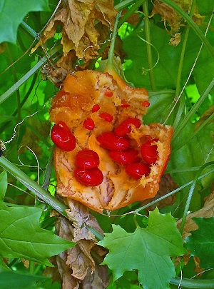 Fruit with seeds