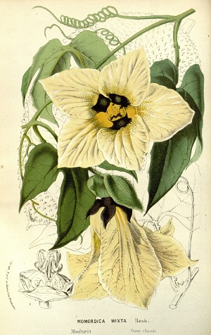 Momordica cochinchinensis (Lour.) Spreng.