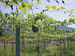 Field production for young fruit