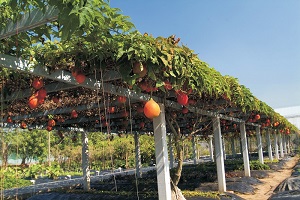 Field production for ripe fruit