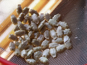 Momordica charantia, bitter melon, dried seeds